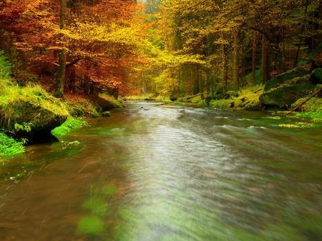 Fall river. Autumn season at mountain river. Green algae in  water, colorful autumn  leaves. Mossy boulders on river bank. Autumn colors. 
