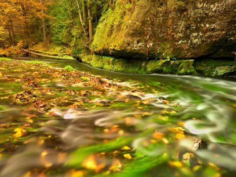 Fall season at mountain river. Green algae in  water, colorful autumn  leaves. Mossy boulders on river bank. Autumn colors. 
