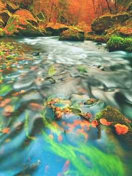 Stony bank of autumn mountain river covered by orange beech leaves. Fresh colorful leaves on branches above water make reflection