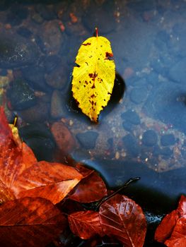 Broken beeches leaf. Mountain river with low level of water, gravel with first colorful leaves. Mossy stones on river bank, fallen leaves.