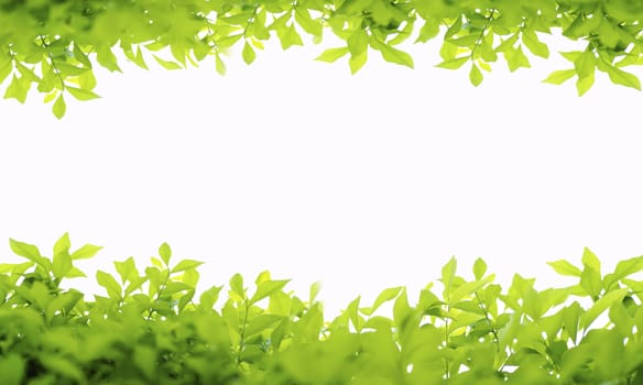 green leaves frame isolated on white background