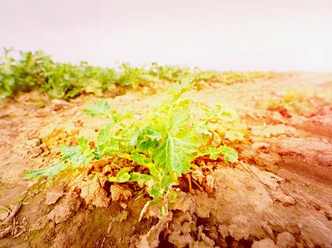 Young oilseed rape in field. Fresh green colors of flowers. Oilseed rapeseed cultivated agricultural field.