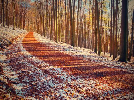 Curved colorful snowy forest road in early winter forest. Sunny day. Fresh powder snow with colors of leaves, yellow green leaves on trees shinning in afternoon sun