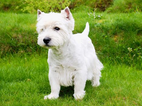 West Highland White Terrier sitting on the fresh green grass in the garden. The dog watches the surroundings