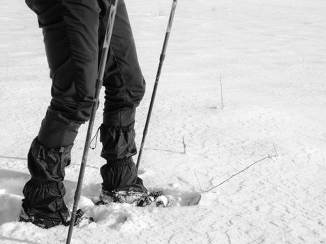Man legs with snowshoes walk in snow. Detail of winter hike in snowdrift, snowshoeing with trekking poles and shoe cover in powder snow. Red plastic snowshoes.