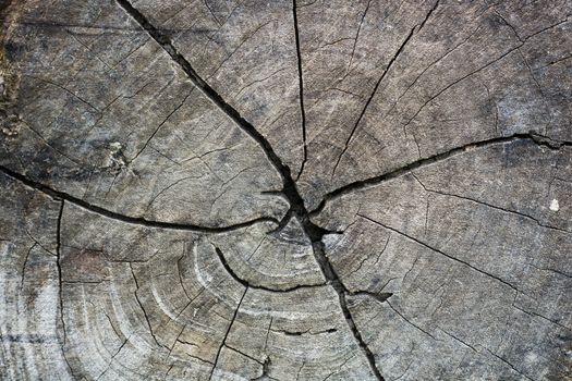 old grunge stump wood texture background