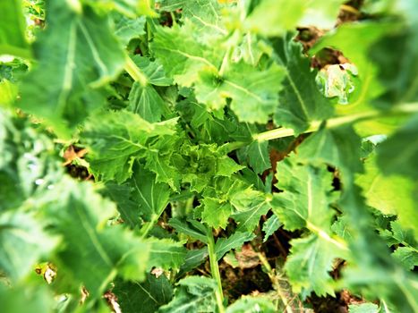 Young rapeseed (Brassica napus), well known as rape, oilseed rape, rapa, rappi or rapaseed. Detail view into small plants in field. Quality check of flower rapeseed in spring.