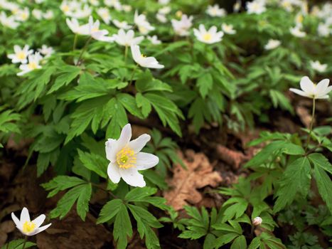 A meadow full of wood anemones in blossom, view close up to ground. Flowering anemone nemorosa (well known as windflower or thimbleweed or smell fox) during spring season