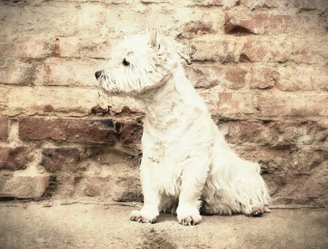 West Highland White Terrier sitting at the old brick wall. Nice contrast  of the dog hairs and contour of bricks.  The dog watches the surroundings