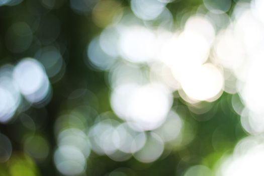 Defocused soft blur green bokeh of leaf and light background