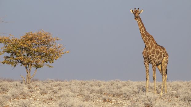 Giraffe eating at sunrise in the Etosha National Park in Namibia in Africa.