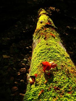 Brown shinning mushrooms growing in moss on the fallen tree. Leaves forest in fall season in background.