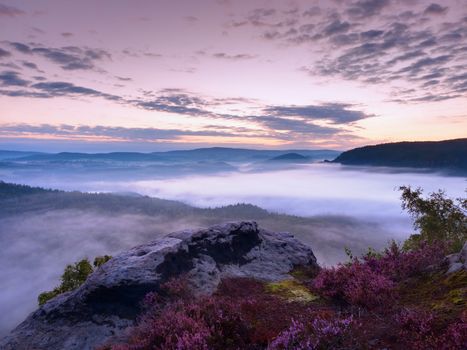 Pink red blooming of heather bush on cliff in park. Hilly countryside with long valley full of first autumn fog.