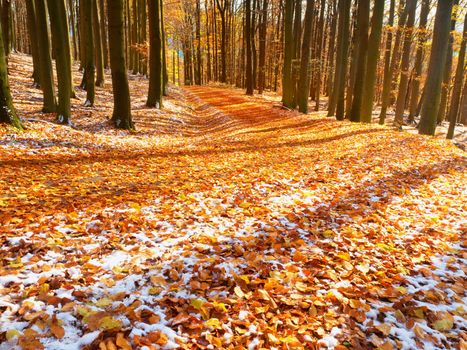 Curved colorful snowy forest road in early winter forest. Sunny day. Fresh powder snow with colors of leaves, yellow green leaves on trees shinning in afternoon sun