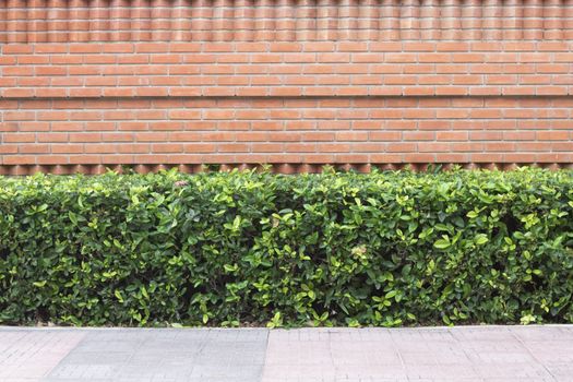 plant with brick wall background in garden decorative  background , copy space above.