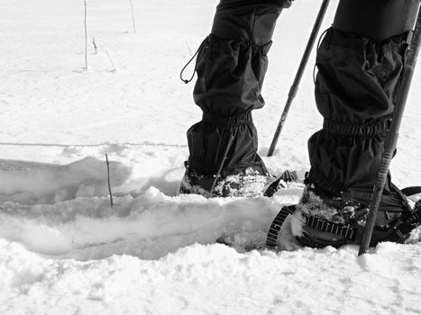 Man legs with snowshoes walk in snow. Detail of winter hike in snowdrift, snowshoeing with trekking poles and shoe cover in powder snow. Red plastic snowshoes.