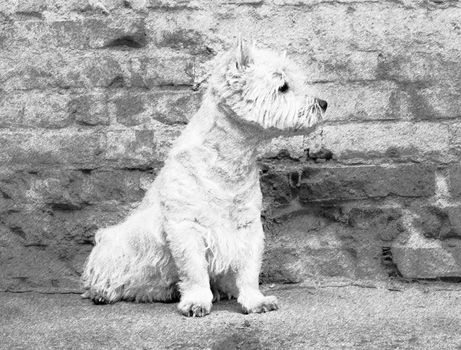 West Highland White Terrier sitting at the old brick wall. Nice contrast  of the dog hairs and contour of bricks.  The dog watches the surroundings