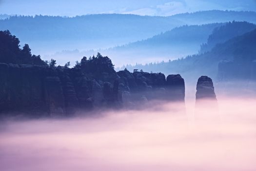 Misty melancholy daybreak in beautiful fairy valley. Peaks of rock trim creamy foggy clouds. Fog is pinky  shinning . The fog is swinging between trees.