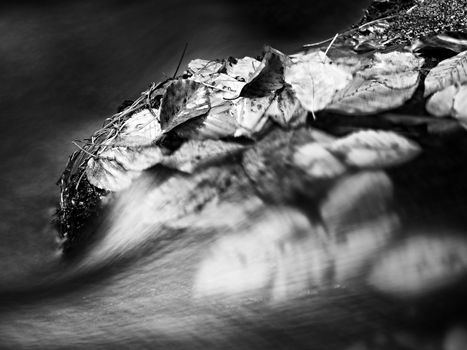 Fallen  leaves, autumn colors in stream. Becches leaves in rapids