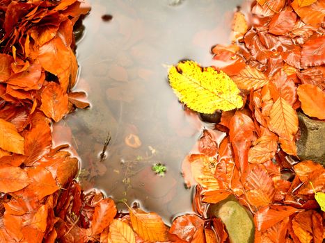 Fallen beech leaves and stones in water of mountain river. Autumn colors. Symbol of fall season.  Orange rotten  leaves bellow water level. Silver mirrow reflection in smooth water level.