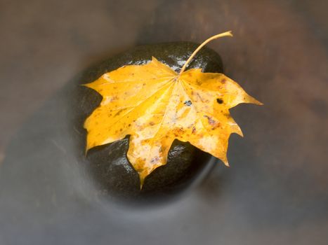 Fallen maple leaf. Rotten yellow orange dotted maple leaf in cold water of mountain stream. Colorful autumn symbol.  
