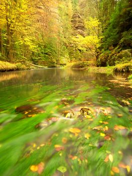 Fall season at mountain river. Green algae in  water, colorful autumn  leaves. Mossy boulders on river bank. Autumn colors. 