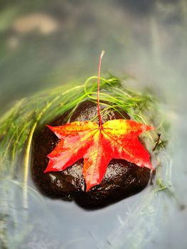 Caught yellow orange maple leaf on  long green algae stone. Colorful symbol of comming fall season. Boulder in mirror water of mountain river. 