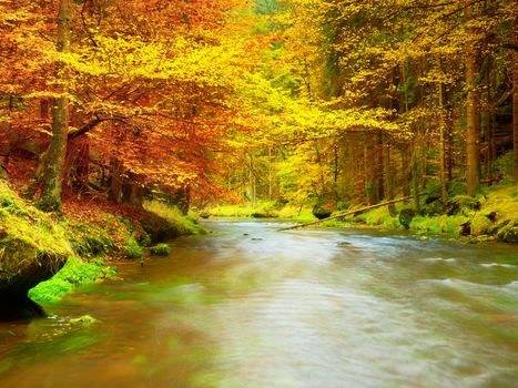 Autumn river. Colorful forest above mountain river. Water under leaves trees. Low level with yellow orange  reflection.  Green mossy boulder in stream.