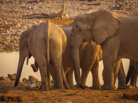 Family of elephants approaching a waterhole in the Etosha National Park in Namibia, Africa.