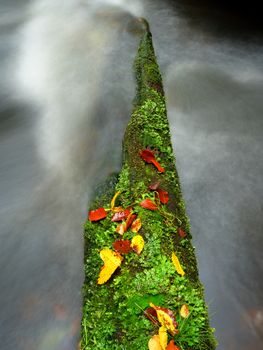 Broken mossy trunk of aspen tree fall in mountain river. Orange and yellow beeches leaves on trunk, clear water running below fallen tree