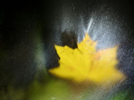 The maple leaf in shinning drops of mountain stream. Drops lightpainting. Detail of rotten yellow maple  leaf lay on dark stone in blurred mirror water of mountain river. First autumn leaves.