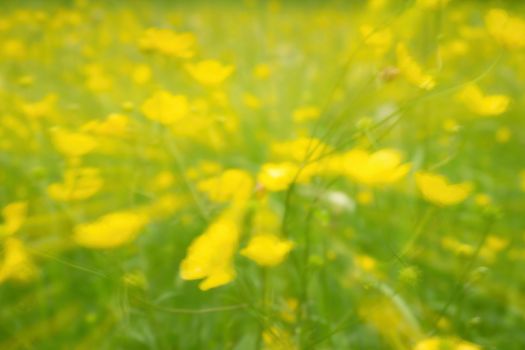 Defocused yellow flowers and grass. Blurred and de focused yellow blossom and green stalks leaves for background. Hypnotic blurry effect.