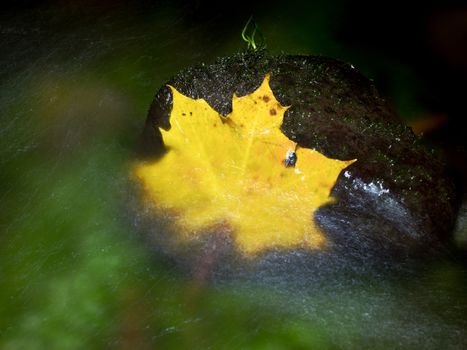 The yellow broken leaf from maple tree on basalt stone in blurred water of mountain river. Beauty scenery. Broken stone. Beauty maple leaf in water. Fall scenery. Beauty autumn water. Stone rapids