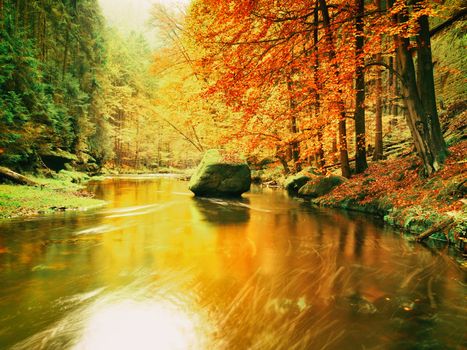 Autumn colorful forest above mountain river. Water under leaves trees. Low level with yellow orange  reflection.  Green mossy boulder in stream.