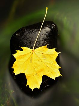 Fallen dry maple leaf on water, leaf stick on stone in mountain stream