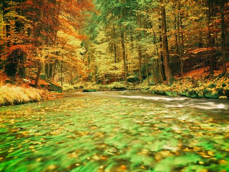Autumn nature. Mountain river in colorful leaves forest . Mossy and boulders on river bank, green algae