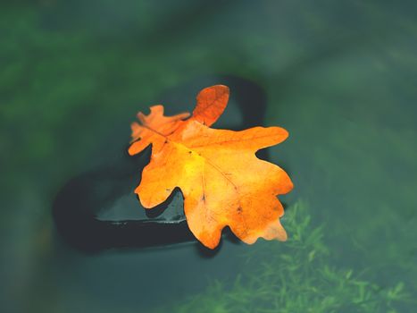 Fall oak leaf. Caught rotten old oak leaf on stone in blurred water of mountain river. Autumn symbol, life circle.