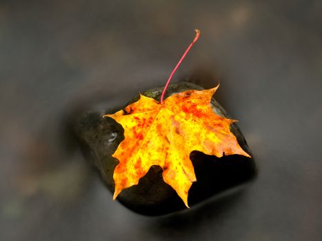 Fallen maple leaf. Rotten yellow orange dotted maple leaf in cold water of mountain stream. Colorful autumn symbol.  