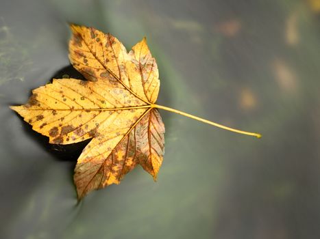 The colorful broken leaf from maple tree on basalt stones in blurred water of mountain river. Beauty scenery. Broken stone. Beauty maple leaf in water. Fall scenery. Beauty autumn water. Stone rapids