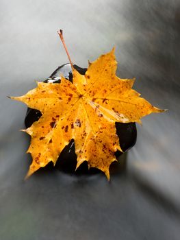 The colorful broken leaf from maple tree on basalt stones in blurred water of mountain river. Beauty scenery. Broken stone. Beauty maple leaf in water. Fall scenery. Beauty autumn water. Stone rapids