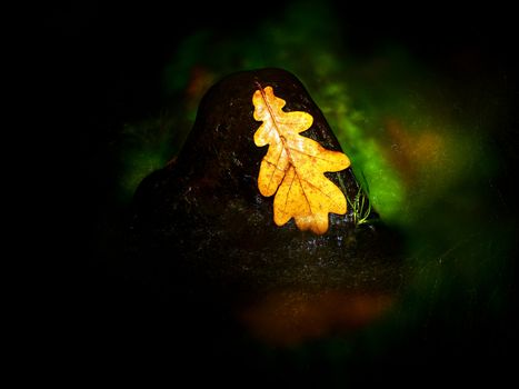 Fall oak leaf. Caught rotten old oak leaf on stone in blurred water of mountain river. Autumn symbol, life circle.