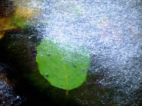 The alder leaf in shinning drops of mountain stream. Drops lightpainting. Detail of rotten green alder leaf lay on dark stone in blurred mirror water of mountain river. First autumn leaves.