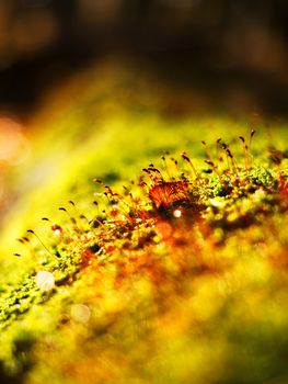 Brown shinning needles in moss on the fallen tree. Leaves forest in fall season in background.