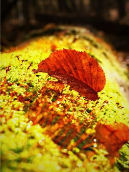 Single brown leaf foreground, beech leaves in autumn forest. Golden sun rays in orange leaves.