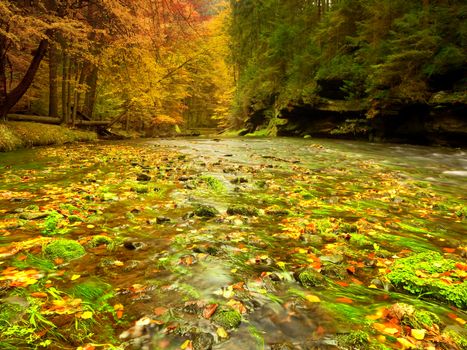 View into autumn mountain river with blurred waves,, fresh green mossy stones and boulders on river bank covered with colorful leaves from maples, beeches or aspens tree. 