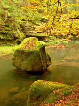 Colors of autumn mountain river. Colorful banks with leaves, leaves trees bended above river. Mossy boulder in cold water of autumnal river.