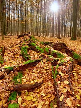 Mossy fallen tree. Footpath in the forest covered by bare roots. Rot orange beech leaves on death tree..