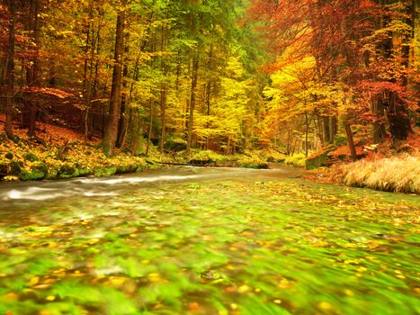 Autumn nature. Mountain river with low level of water, colorful leaves in forest . Mossy and boulders on river bank, green fern, fresh green leaves on trees.