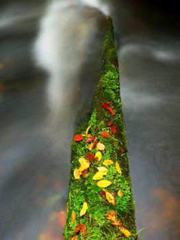 Broken mossy tree trunk fallen in mountain river. Orange and yellow beeches leaves on branch, clear water running below fallen tree