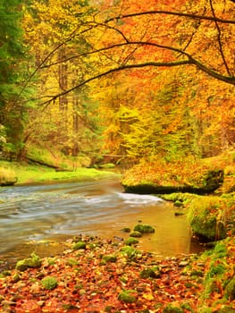 Autumn landscape, colorful leaves on trees, morning at river after rain. Fall season. Colorful leaves.  Forest river. Fall morning river. Autumnal nature.